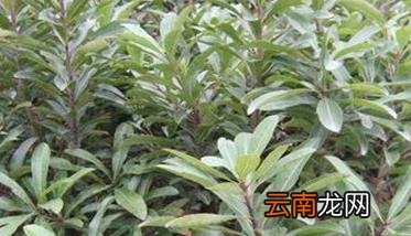 如何栽培大树杨梅 大树杨梅种植技术