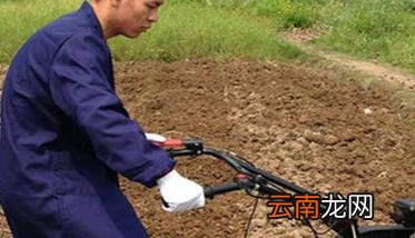 木瓜种植技术需要了解的几点事项