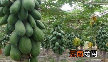 木瓜种植技术需要了解的几点事项