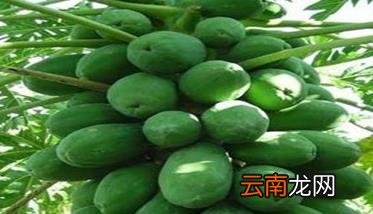 木瓜种植技术需要了解的几点事项