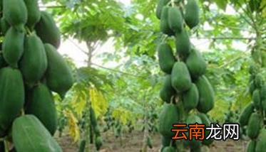 木瓜种植条件主要有哪些？ 木瓜的种植条件