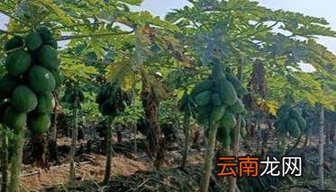 木瓜种植方法与田间管理要点 木瓜栽培技术要点