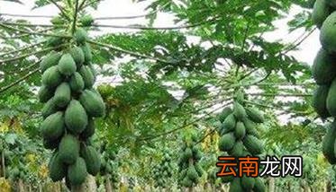木瓜种植方法与田间管理要点 木瓜栽培技术要点