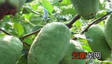 木瓜种植方法与田间管理要点 木瓜栽培技术要点