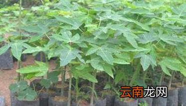 木瓜种植时间是什么时候？，木瓜是几月份种植