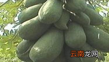 木瓜种植时间是什么时候？，木瓜是几月份种植