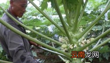 木瓜种植时间是什么时候？，木瓜是几月份种植