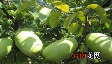 木瓜茎腐病防治 木瓜褐腐病的症状及防治方法