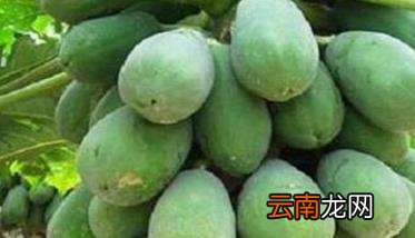 木瓜茎腐病防治 木瓜褐腐病的症状及防治方法