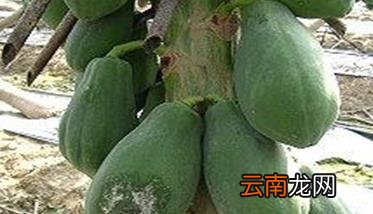 木瓜茎腐病防治 木瓜褐腐病的症状及防治方法