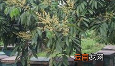 龙眼栽培管理技术的几个重要步骤