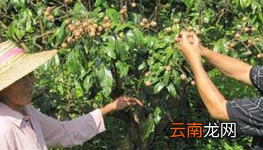 龙眼栽培管理技术的几个重要步骤