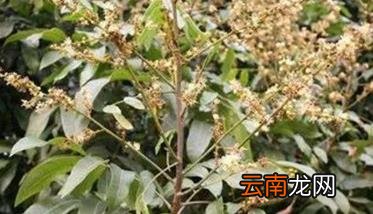 龙眼栽培管理技术的几个重要步骤
