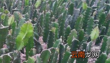 火龙果苗期管理、间种、人工授粉及修剪方法
