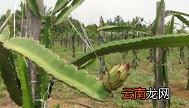 火龙果苗期管理、间种、人工授粉及修剪方法