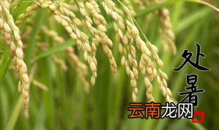 处暑节气的处读第几声 处暑节气的处读第几声蚂蚁庄园