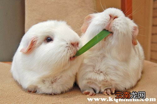 十大禁忌不要吃兔子肉，民间为什么说不要吃兔子肉
