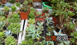 大学宿舍适合摆什么盆栽 大学生宿舍适合养什么盆栽