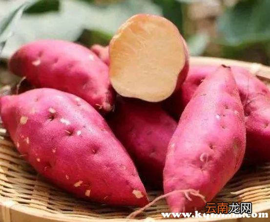 红薯粉和米饭哪个容易胖，吃米饭和红薯哪个更容易胖