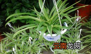 为什么吊兰对风水不好 吊兰对风水不好的解析