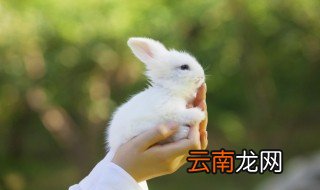 属兔的本命年什么颜色 属兔本命年穿什么颜色