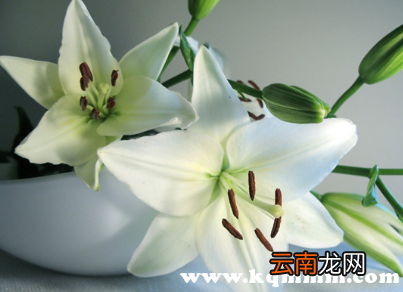 百合放冰箱后微出芽可以吃吗，百合冒小芽还能吃吗