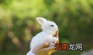 兔年本命年应该带什么 本命年兔送什么礼物领导