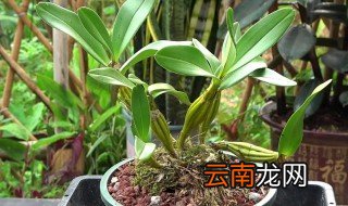 什么地方适合种植石斛，什么地方适合种植石斛草