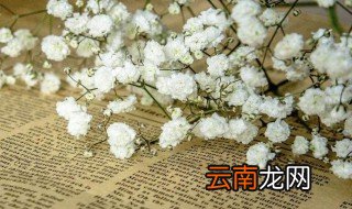适合送女朋友满天星颜色 适合送女朋友满天星颜色推荐