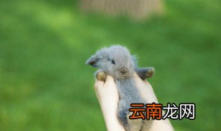 属兔的佩戴什么好 兔本命年佩戴什么颜色首饰