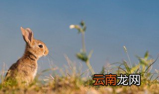 本命年兔子 本命年兔送什么礼物弟弟