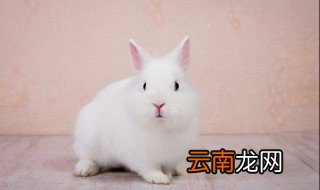 属兔的今年穿什么颜色的衣服 本命年属兔穿衣服什么颜色