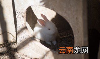 父亲本命年送什么礼物兔 父亲本命年应该送什么礼物