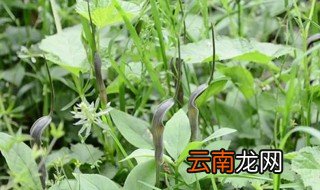 半夏适合什么地方种植，半夏适合在什么地方种植