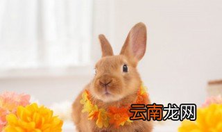 属兔本命年穿什么颜色 属兔的人本命年带什么颜色