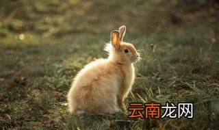 本命年兔送什么礼物送闺蜜 本命年兔送什么礼物送闺蜜好