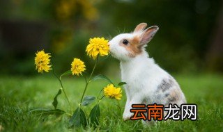 兔本命年送什么礼物给老公最好 兔本命年送什么礼物给老公