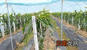 什么样的火龙果栽培方法能获高产