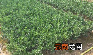 冬青种植条件 冬青适合在什么地方种植