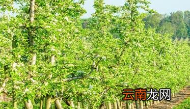 什么样的火龙果栽培方法能获高产
