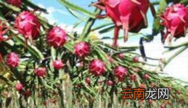 什么样的火龙果栽培方法能获高产