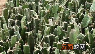 火龙果苗怎么养 火龙果苗期管理要点