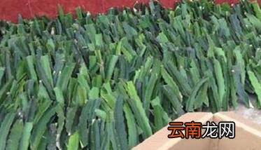火龙果苗怎么养 火龙果苗期管理要点