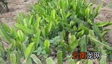 火龙果苗怎么养 火龙果苗期管理要点