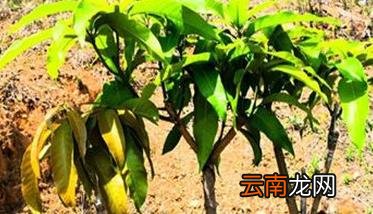 芒果施肥技术的几个注意事项 芒果什么时候浇肥合适