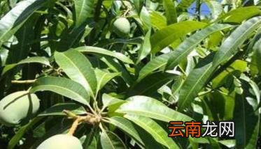 芒果施肥技术的几个注意事项 芒果什么时候浇肥合适