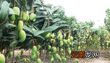 芒果施肥技术的几个注意事项 芒果什么时候浇肥合适