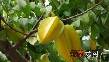 杨桃树种植方法与技术要点，杨桃种植的注意事项