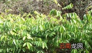 杨桃树种植方法与技术要点，杨桃种植的注意事项