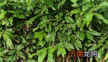 杨桃树种植方法与技术要点，杨桃种植的注意事项